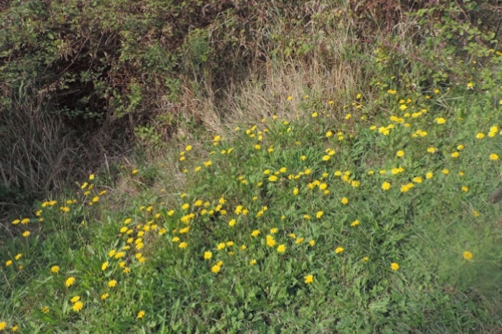 Gialli nel prato:  Leontodon hispidus da confermare